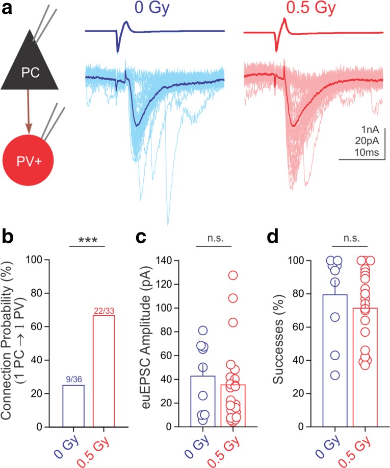 Irradiation selectively increased the connection probability between CA1 PCs and PVINs. a Representative traces of paired recordings from presynaptic PCs (top, action currents) and postsynaptic PVINs (bottom, EPSCs) from a control and an irradiated mouse. Summary data plots demonstrate that irradiation led to an increase in PC to PVIN connection probability (b), but did not affect the amplitude of euEPSCs (c) or the successes of postsynaptic events (d)