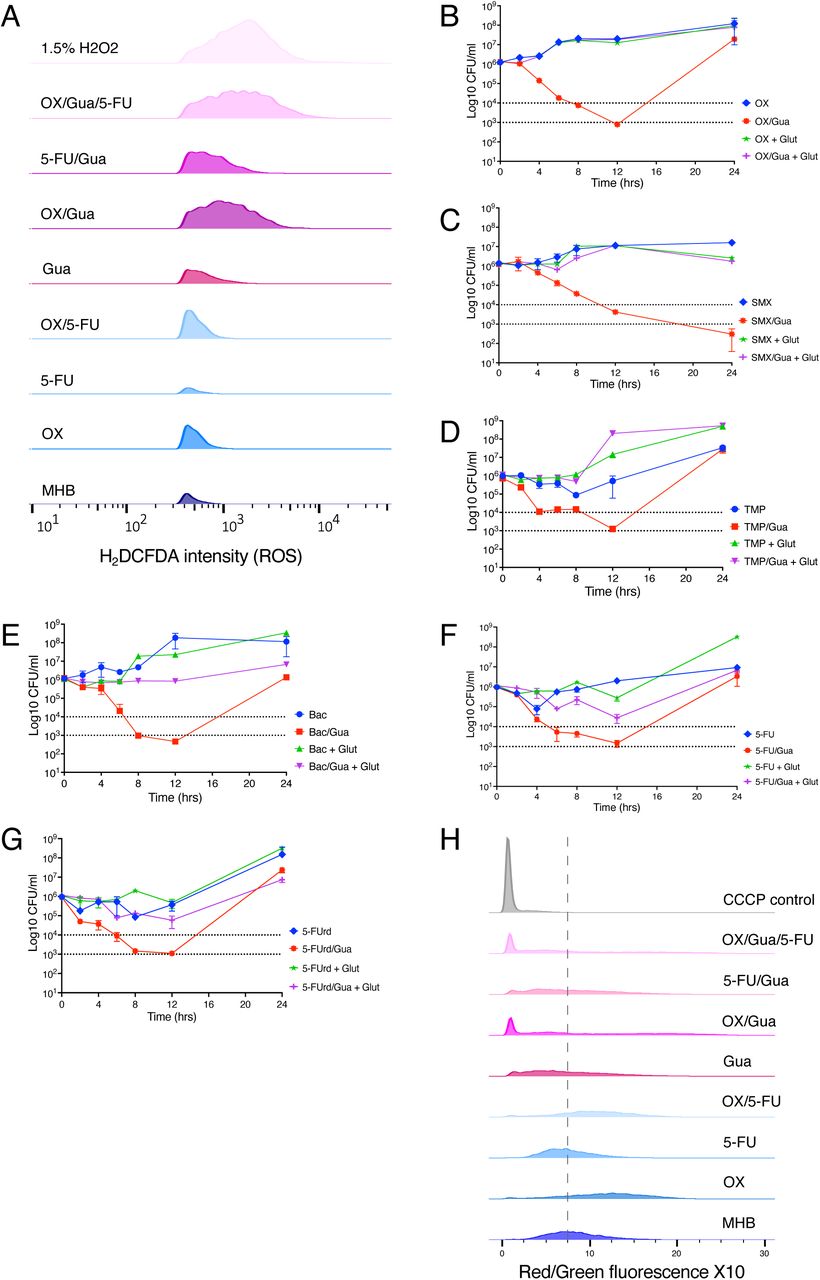 Guanosine enhances antibiotic-induced oxidative stress and membrane depolarization in MRSA.A. Intracellular ROS levels measured using the fluorescent probe carboxy-H2DCFDA. JE2 cells were grown to exponential phase and exposed to Gua, OX, 5-FU, or their combinations, then stained with carboxy-H2DCFDA (10 µM) for 10 min. A 1.5% H2O2 treatment served as a positive control and produced robust fluorescence. Histograms show relative fluorescence versus cell counts. Data were processed using FlowJo v10.1 and one biological replicate from three independent experiments is shown. B.-G. Time-kill assays comparing the impact of guanosine and antioxidant supplementation on antibiotic-mediated killing. Exponential phase cultures were treated with oxacillin (OX, 32 µg/ml), sulfamethoxazole (SMX, 64 µg/ml), trimethoprim (TMP, 0.5 µg/ml), Bactrim (Bac, 0.25 µg/ml), 5-fluorouracil (5-FU, 32 µg/ml), 5-fluorouridine (5-FUrd, 0.06 µg/ml) alone or in combination with guanosine (Gua; 200 µg/ml) and/or glutathione (Glut, 10mM). Panels show killing kinetics for: B. OX ± Gua alone or Gua + Glut. C. SMX ± Gua alone or Gua + Glut. D. TMP ± Gua alone or Gua + Glut. E. Bac ± Gua alone or Gua + Glut. F. 5-FU ± Gua alone or Gua + Glut. G. 5-FUrd ± Gua alone or Gua + Glut. Exponential phase cultures were inoculated into MHB 2% NaCl at a starting cell density of approximately 1×106 CFU/ml, with or without antibiotics and Gua as indicated, and CFUs enumerated after 0, 2, 4, 6, 8, 12, and 24 h. The data presented are the average of three independent experiments plotted using GraphPad Prism V9 and standard deviations are shown. H. Membrane potential measurements using DiOC2(3) and flow cytometry. Exponential-phase JE2 cells were treated with Gua, OX, 5-FU, or their combinations, stained with DiOC2(3), and analysed by FACS. Carbonyl cyanide m-chlorophenylhydrazone (CCCP) (15 µM final concentration) was used as a control to collapse the membrane potential. For each sample, 10,000 gated events were collected. Red/green fluorescence ratios ×10 were plotted as histograms. Data were processed using FlowJo v10.1 and one biological replicate from four independent experiments is shown.