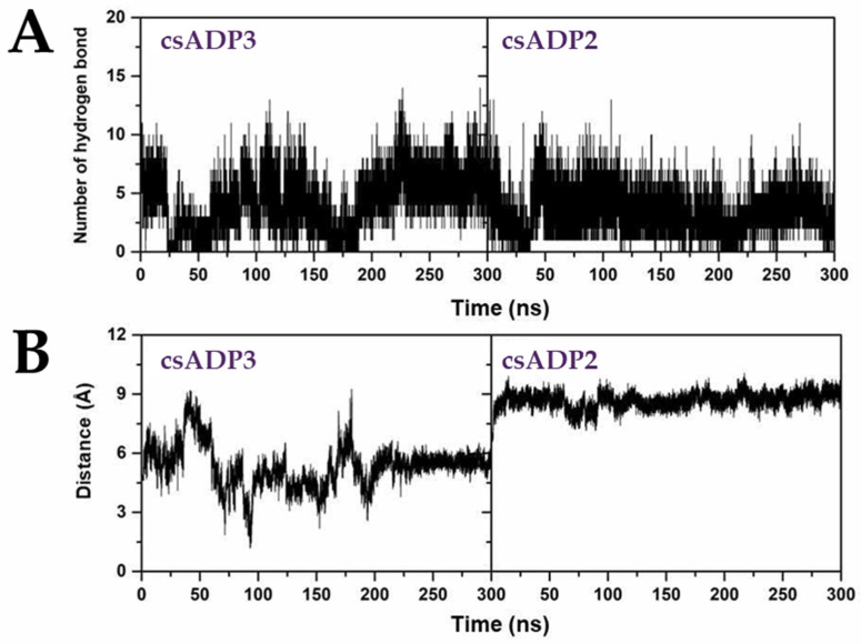 Molecular dynamics simulation of the DPPIV-csADP2 complex and DPPIV-csADP3 complex, number of hydrogen bonds (A), and distance (B).