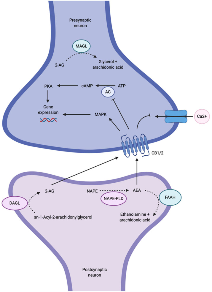 Major anandamide-CB1 receptor signaling pathways. Anandamide (AEA) is synthesized from N-arachidonoyl-phosphatidyl-ethanolamine (NAPE) by N-acylphosphatidylethanolamine-selective phospholipase D (NAPE-PLD) in the postsynaptic neuron. 2-arachidonylglycerol (2-AG) is also synthesized in the postsynaptic neuron from sn-1-Acyl-2-arachidonylglycerol by diacylglycerol lipase (DAGL). AEA and 2-AG are released into the synaptic cleft and bind CB1 and CB2 receptors, respectively, on the presynaptic axon terminal. Once CB1 and CB2 receptors are bound to their ligands, internal calcium currents are reduced. Adenylyl cyclase (AC) activity is also inhibited, subsequently inhibiting cyclic AMP (cAMP) and the protein kinase A (PKA) phosphorylation pathways. Alternatively, mitogen-activated protein kinase (MAPK) is activated. Both events lead to the regulation of gene expression. AEA is metabolized by fatty acid amide hydrolase (FAAH) to ethanolamine and arachidonic acid in the postsynaptic neuron. 2-AG is metabolized by monoacylglycerol lipase (MAGL) in the presynaptic neuron. Created with BioRender.com.