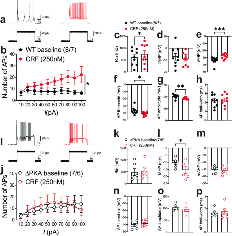 Genetic disruption of AKAP150-anchored PKA occluded the effects of CRF on LHb excitability.All recordings in this graph were performed with fast synaptic transmission blocked. a–h AP recordings in response to depolarizing current steps with representative AP traces (in response to a 40 pA current step) and corresponding measurements of Rin, fAHP, mAHP, AP threshold, AP amplitude and AP half-width before (baseline, black filled symbols), after CRF (250 nM, red filled symbols) bath application in LHb neurons from WT mice (n = 8 cells/7 mice). i–p AP recordings in response to depolarizing current steps with representative AP traces (in response to a 40 pA current step) and corresponding measurements of Rin, fAHP, mAHP, AP threshold, AP amplitude and AP half-width before (baseline, black open symbols), after CRF (250 nM, red open symbols) bath application in LHb neurons from ΔPKA mice (n = 7 cells from 6 mice). 2-way repeated-measures ANOVA and two-tailed paired Student’s t-tests, *p < 0.05, **p < 0.01.
