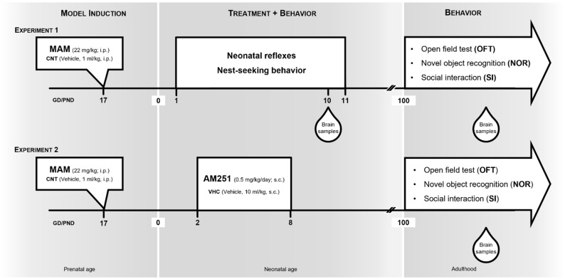 Experimental design that was used to investigate the effects of early pharmacological cannabinoid CB1 receptor blockade in MAM model of schizophrenia. Experiment 1: pregnant rats were exposed to methylazoxymethanol (MAM) acetate (22 mg/kg; i.p.) or saline (CNT: 1 mg/kg; i.p.) on gestational day (GD) 17. The resulting male offspring were subjected to behavioral tests at two different time points [neonatal age from postnatal day (PND) 1 to PND 11 and adulthood from PND 100], followed by neurochemical analysis. Experiment 2: pregnant rats were exposed to MAM acetate (22 mg/kg; i.p.) or saline (CNT: 1 mg/kg; i.p.) on GD 17. The resulting male offspring were treated from PND 2 to PND 8 with vehicle (VHC) or AM251 (0.5 mg/kg/day; s.c.). Behavioral and neurochemical analysis of the offspring were conducted at adulthood from PND 100.