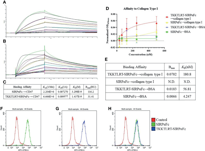 CBD–SIRPαFc showed effective CD47 and collagen affinity at the molecular and cellular levels. Binding of CBD–SIRPαFc to CD47 and to collagen was detected respectively. (A–C) The affinity of SIRPαFc (A) and CBD–SIRPαFc (B) to human CD47 was examined, fitted, and analyzed with Biacore. CBD–SIRPαFc represented a similar CD47-binding affinity to unmodified SIRPαFc (C). (D, E) A collagen affinity of CBD–SIRPαFc was detected with ELISA. The binding curve was fitted and analyzed through a non-linear curve fit (n = 5, mean ± SD) (D). CBD–SIRPαFc showed a coincident collagen type I affinity as reported, while SIRPαFc did not represent a specific affinity to collagen type I (E). Both SIRPαFc and CBD–SIRPαFc showed limited binding to BSA (D, E). (F–H) Binding of SIRPαFc or CBD–SIRPαFc to tumor cells was detected with flow cytometry. Both SIRPαFc (F) and CBD–SIRPαFc (G) showed significant binding to A549 cells compared to the control group, while their signals were almost at the same level (H).