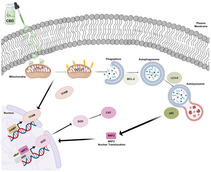 Summary diagram of CBD effects on U87MG cells. CBD (1 μM) reduces the viability of U87MG cells by altering mitochondrial potential and increasing autophagic flux. Additionally, it enhances NRF2 and p62 levels, modulating the redox system and sensitizing the cells to treatment.