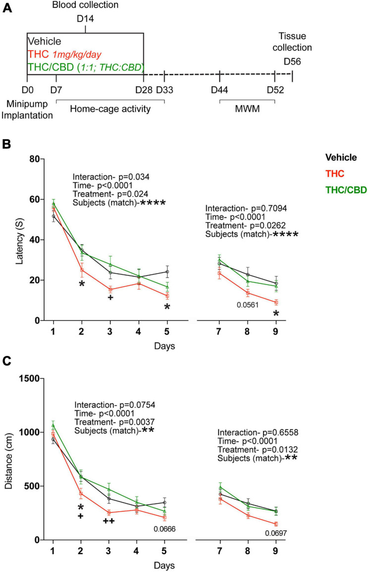 Effect of THC and THC/CBD on spatial learning in old mice. (A) Scheme depicting the experimental paradigm. (B) Spatial learning was assessed in the acquisition and reversal phases of the Morris water maze (MWM) test. Spatial learning performance was significantly improved in THC-group compared to vehicle- and THC/CBD-groups. (C) Spatial navigation ability tested during the acquisition and reversal phases of the MWM test. THC significantly improved the spatial navigation ability in old mice compared to vehicle- and THC/CBD-groups (n = 21–25 mice per group). Data represented as mean ± SEM, *p < 0.05 (difference between vehicle- and THC- treatment groups); +p < 0.05, ++p < 0.005 (difference between THC-and THC/CBD-treatment groups); **p < 0.01; ****p < 0.0001 variation between the subjects; p-values stated are the differences between THC- and vehicle- treated groups; 2-way ANOVA (repeated measures) with Tukey’s multiple comparison test.