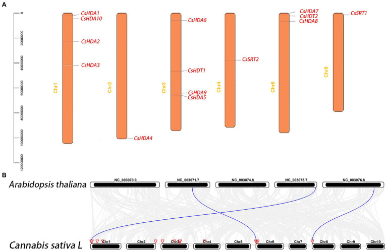 (A) Chromosomal locations of the CsHDAC genes. The y axis shows the length of the chromosome (unit: bp). (B) Synteny analysis of HDAC genes between Cannabis sativa and A. thaliana. The red triangle side indicates the position of the HDAC gene on the chromosome. The blue lines represent the syntenic HDAC gene pairs.