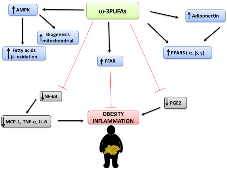 Some signaling mechanisms mediating effects of ω-3PUFAs (AMPK: AMP-activated protein kinase; FFAR: free fatty acid receptor; IL-: Interleukin-; MCP-1: Monocyte chemo attractant protein 1; NF-kB: nuclear factor-κB; PGE2: Prostaglandin E2; PPAR: Peroxisome proliferator-activated receptor; PUFA: polyunsaturated fatty acid; TNF-α: Tumor necrosis factor-alpha).