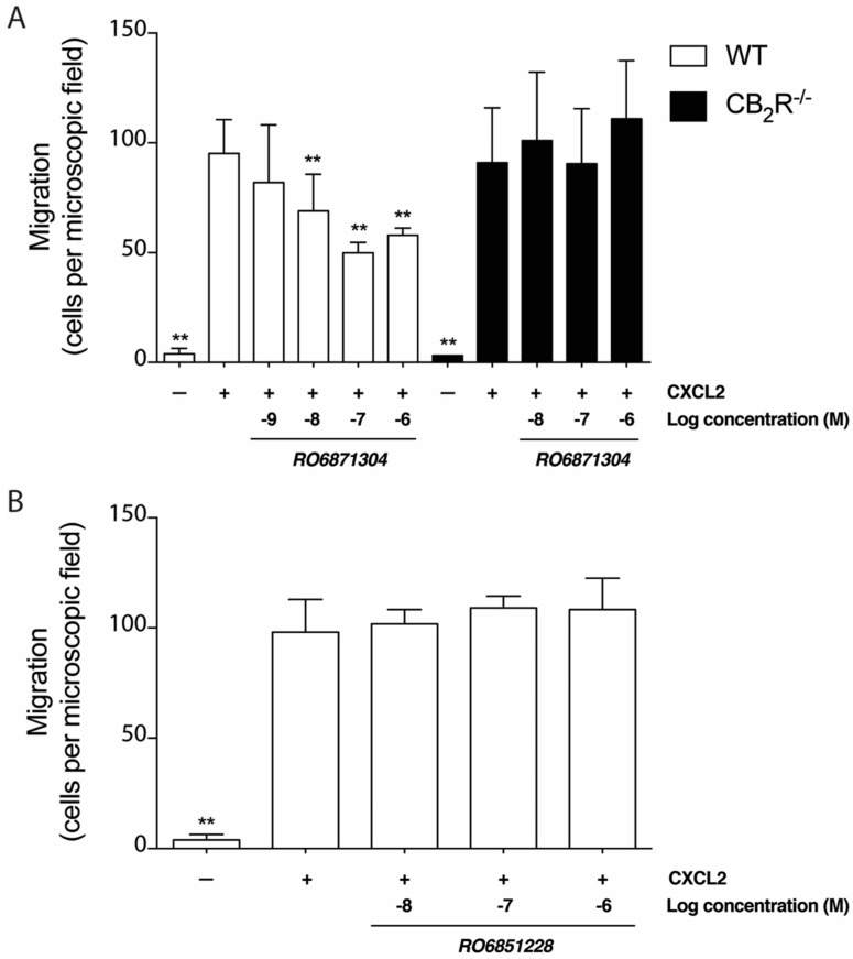 CB2R activation reduces neutrophil migration towards chemoattractant. (A) Bar graph represents the mean number of neutrophils from WT or CB2R-/- mice pre-treated with various concentrations of the CB2R agonist, RO6871304, that migrated to the lower chamber of a Boyden chamber setup when using CXCL2 (10−8 M) as a chemoattractant. Neutrophils were counted from 12 random microscopic fields of view per well. (B) Bar graph represents the mean number of neutrophils from WT mice pre-treated with various concentrations of the CB2R inverse agonist, RO6851228, or vehicle (0.01% DMSO) that migrated in the Boyden chamber setup. Data are presented as the mean neutrophil migration per microscopic field of view ± SD from at least three independent experiments conducted in triplicate each. One-way ANOVA with Dunnett; ** p < 0.01 compared to WT neutrophils + CXCL2 + vehicle.
