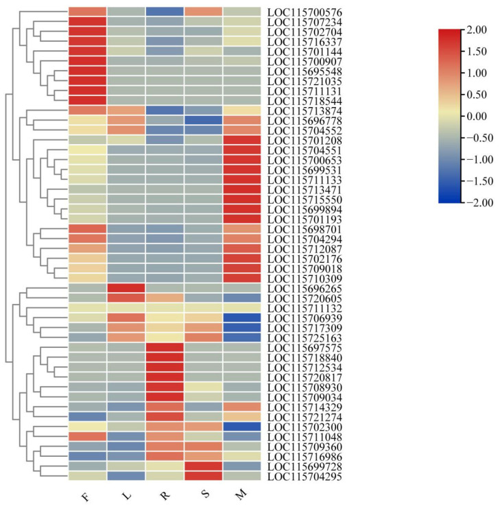 Heatmap of gene expression of MADS transcription factors in different tissues of cannabis (R: root; S: stem; L: leaves; F: female; M: male).