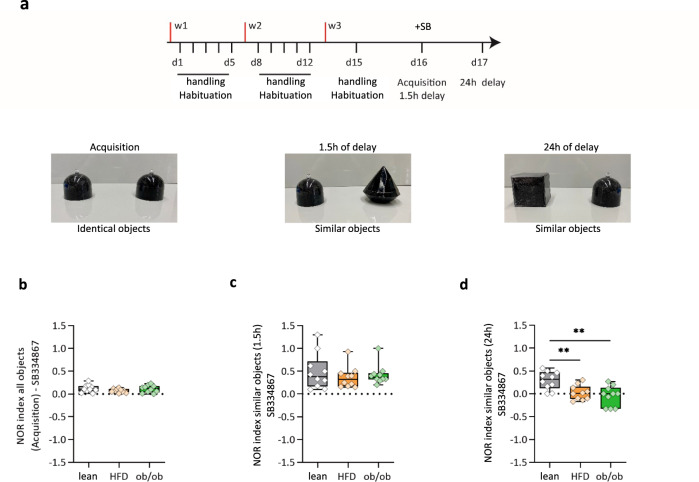 The alterations in pattern separation in obese mice are partly rescued by blocking OxA/Ox1-R signaling.a Representative scheme and timeline of the novel object recognition test, animals were injected i.p. 1.5 h before with SB (30 mg/kg, i.p). b NOR in lean, HFD, and ob/ob mice calculated during habituation phase. c Short-term retention phase, NOR in lean, HFD, and ob/ob mice calculated after 1.5 h. d Long-term retention phase, NOR = 0.29 ± 0.06 in lean, NOR = 0.02 ± 0.05 in HFD, NOR = −0.04 ± 0.06 in ob/ob mice calculated after 24 h. **p < 0.01, ANOVA test and Bonferroni post hoc test, F = 8.6, n = 10 mice per group. The box plots elements are: center line, median (Q2); square symbol, mean; box limits, 25th (Q1)−75th (Q3) percentiles; whisker length is determined by the outermost data points. Source data are provided as a Source Data file.