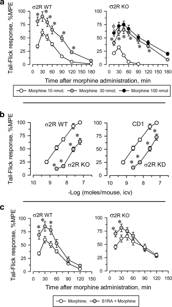 σ2R promotes morphine-induced supraspinal analgesia. a Wild-type (WT) and σ2R−/− (KO) mice were icv injected with increasing doses of morphine, and antinociception was monitored at different intervals by the warm water (52 °C) tail-flick test. Each point is the mean ± SEM of groups of six mice. For every post-opioid interval, * indicates a significant difference compared to the group that received 10 nmol morphine. b Dose response curves of morphine in WT, σ2R−/− mice (left panel) and of antisense oligonucleotide-induced σ2R knockdown (KD) CD1 mice and controls treated with a mismatched oligodeoxinucleotide (RD-M; right panel). The analgesic effect was evaluated at point of the peak effect, i.e., 30 min after morphine injection. Each point is the mean ± SEM of groups of six mice. * Indicates a significant difference compared to the WT (RD-M) group. c Mice were icv injected with 3 nmol S1RA 20 min before treatment with 10 nmol (WT) or 30 nmol (KO) morphine, and analgesia was evaluated 30 min later. The points are the mean ± SEM of the data from six mice. For every postopioid interval, * indicates that S1RA produced a significantly different response than morphine only. All data were analyzed by pairwise Holm-Sidak multiple comparison tests following ANOVA; p < 0.05