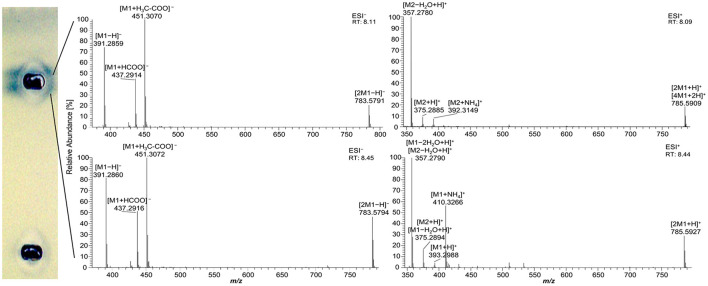 High-resolution mass spectra and corresponding ion species in the negative and positive ionization mode after nanoGIT–HPTLC –Vis/FLD–heart cut–RP-HPLC–DAD–HESI-HRMS/MS analysis of pancreatin developed with acetonitrile/water 4:1 (V/V) and molecular sieve (3 Å) up to 50 mm. M1 = ursodeoxycholic acid, hyodeoxycholic acid, (cheno)deoxycholic acid, M2 = cholenic acid; after the transfer of the interesting zones to the HRMS, the stamped plate was derivatized using the copper sulfate phosphoric acid reagent to check whether the elution head was properly positioned on the zones of interest.