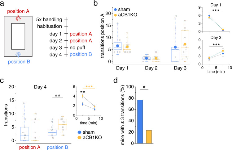 Disruption of astrocytic CB1R-mediated signaling leads to a transient deficit in updating spatial memory.a Passive place avoidance test with two possible positions for a triggered air puff (each session 10 min). b Similar air puff activation during acquisition (day 1) in sham and aCB1KO mice (6.59 ± 0.73 vs. 6.13 ± 0.62, n = 17 and 15 animals, p = 0.62, two-sided Mann–Whitney U-test). Activations binned into five-minute time intervals (small insets) decrease over time (n = 17 and 15 animals, p < 0.00001, two-way repeated measures ANOVA) without a difference between groups (n = 17 and 15 animals, p = 0.64, two-way repeated measures ANOVA). Day 2: no difference in the total number of activations (1.41 ± 0.21 vs. 1.40 ± 0.34, n = 17 and 15 animals, p = 0.73, two-sided Mann–Whitney U-test). Removal of air puff from position A (day 3): number of transitions at position A increased over time for both groups (small inset, sham control: 2.06 ± 0.66 vs. 3.94 ± 1.01, aCB1KO: 2.33 ± 0.70 vs. 4.93 ± 0.91, n = 17 and 15 animals, time p = 0.00031, treatment p = 0.55, time x treatment p = 0.52, two-way repeated measures ANOVA); no significant difference between groups (6.00 ± 1.50 vs. 7.27 ± 1.45, n = 17 and 15 animals, p = 0.45, two-sided Mann–Whitney U-test). c Left panel: on day 4 (reversal), the air puff was moved to position B. Animals passed position A without a difference between groups (transitions, 3.47 ± 1.04 vs. 3.27 ± 1.02, n = 17 and 15 animals, p = 0.77, two-sided Mann–Whitney U-test). aCB1KO mice activated the air puff at position B more frequently than sham control mice (3.65 ± 0.50 vs. 5.93 ± 0.61, n = 17 and 15, p = 0.0066, two-sided Student’s t test). Right panel: number of air puff activations binned in five minutes intervals, significant effect of time and group (n = 17 and 15 animals, time: p = 0.0000092, treatment: p = 0.0066, time x treatment: p = 0.072, two-way repeated measure ANOVA). aCB1KO mice activated the air puff more often during the first 5 min compared to sham mice (2.35 ± 0.33 vs. 4.07 ± 0.35, p = 0.0065, post-hoc Tukey test) but not during the last 5 min (1.29 ± 0.33 vs. 1.87 ± 0.35, p = 0.64, post-hoc Tukey test). Sham mice did not show a difference over time (2.35 ± 0.33 vs. 1.29 ± 0.33, p = 0.13, post-hoc Tukey test) while aCB1KO mice did (4.07 ± 0.35 vs. 1.87 ± 0.35, p = 0.00063, post-hoc Tukey test). d Out of all mice activating the air puff at position B ≤ 3 times (n = 13 mice), i.e. mice that avoided the new puff position quickly, 76.9 % were sham (n = 10) and 23.1 % aCB1KO mice (n = 3) (p = 0.036, two-sided Fisher’s exact test). Data are expressed and displayed as mean ± s.e.m. or displayed in box plots. The box indicates the 25th and 75th, the whiskers the 5th and 95th percentiles, the horizontal line in the box the median and the mean is represented by a filled circle. Source data are provided as a Source Data file.