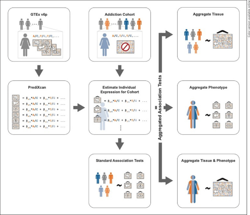 The workflow starts with PrediXcan models trained using eqtl data from the GTEx consortium. The weights of these models are utilized to estimate expression for the UCSF addiction cohort. With our predicted expressions obtained, a standard association test is performed for each transcript per trait and tissue. To increase power by raising the Bonferroni threshold, aggregate multimodel associations were performed using CPASSOC. Aggregated tissue by phenotype, aggregated phenotype by tissue, aggregated tissue and phenotype.