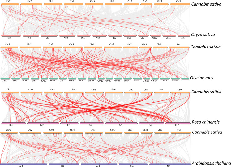 Collinearity analysis of CsCYPs in C. sativa compared to other plant species: rice, soybean, China rose and Arabidopsis. Red lines indicate homologous CYP450 gene pairs between genomes, while gray lines represent collinear genomic blocks.