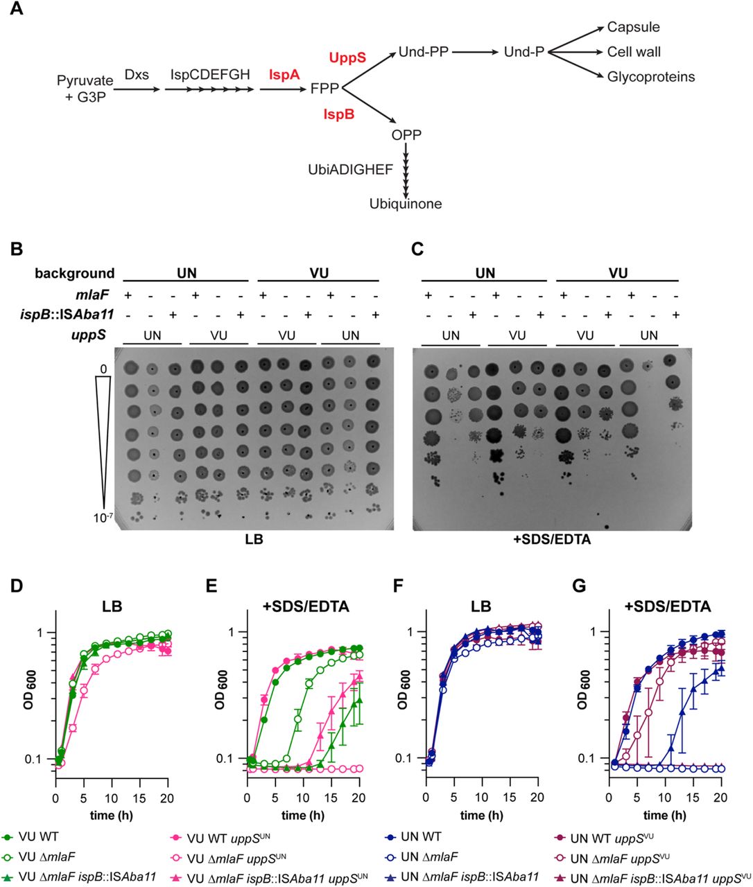 Isoprenoid biosynthesis suppressor mutations require UppSUN to confers increased resistance to SDS/EDTA in 17978 ΔmlaF strains.(A) Schematic of the isoprenoid biosynthetic pathway with key genes highlighted in red. (B and C) WT and mutant strains were serially diluted before spotting on LB plates without (B) and with (C) 0.01% SDS and 0.15 mM EDTA. Data are representative of 4 experiments with a total of 8 biological replicates. (D to G) VU (D and E) and UN (F and G) WT and mutant strains were grown in LB without (D and F) or with (E and G) 0.01% SDS and 0.175 mM EDTA. n=3, data are means ± SEM.