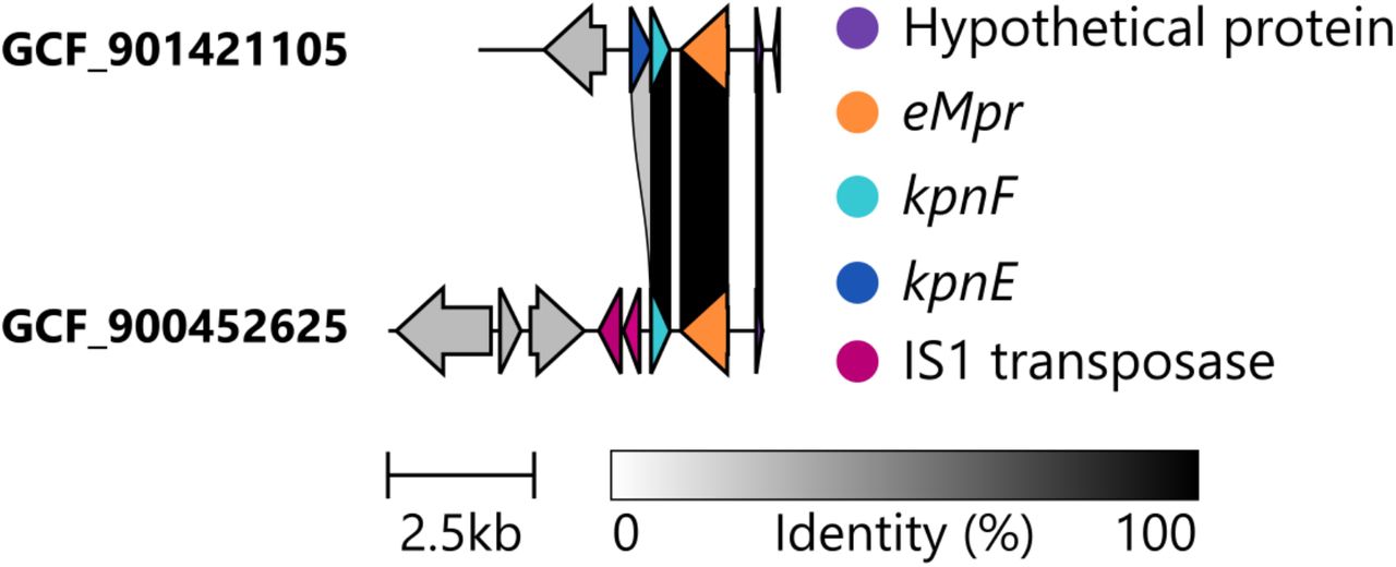 IS1 interruption of the kpnE gene required for the KpnEF spermidine antiporter in an SL82 genome (accession GCF_900452625.1).