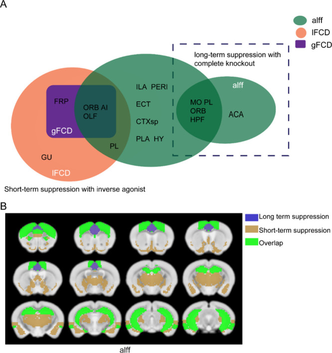 Summary of the significant brain regions common between short-term suppression with an inverse agonist (rimonabant) and long-term suppression with complete knockout (cnr1–/–). Results from cnr1–/– vs WT are significant for the ANOVA genotype factor, results from rimonabant vs vehicle are significant for the ANOVA drug factor. (A) Brain regions are shown in black text inside circles, the metric is shown in white text inside circles, and the modality is shown outside circles. ALFF, gFCD, and lFCD from rimonabant vs vehicle are compared to ALFF from cnr1–/– vs WT. (B) Significant brain regions in ALFF have been colored and superimposed over the T2 template image. Blue is cnr–/– versus WT (long-term suppression), khaki is rimonabant versus vehicle (short-term suppression), and green is an overlap between the two comparisons. Abbreviations for brain regions: frontal pole (FRP), somatomotor areas (MO), Gustatory areas (GU), prelimbic area (PL), infralimbic area (ILA), orbital areas (ORB), perirhinal area (PEPI), ectorhinal area (ECT), anterior cingulate area (ACA), agranular insular area (AI), hippocampal formation (HPF), olfactory areas (OLF), cortical subplate (CTXsp), pallidum (PAL), hypothalamus (HY).