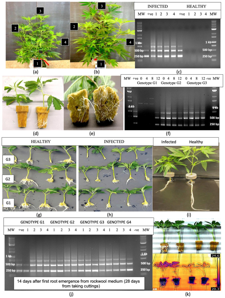 Transmission of hop latent viroid through vegetative cuttings originating from infected stock plants of several cannabis genotypes. (a,b) Symptomatic and healthy-appearing plants, respectively, of genotype ‘S3’ were sampled at positions marked by 1–4. Symptoms of stunting and shorter internode length are shown in (a). (c) Banding patterns following RT-PCR of the plants shown in (a,b) confirms the viroid was present in all tissue samples taken from (a) but was absent in all samples taken from (b). (d,e) The extent of root emergence from infected and healthy cuttings in rockwool blocks. On the left side in each photo, cuttings were taken from an infected plant compared to a healthy plant (right). (f) Detection of hop latent viroid in roots of cuttings of three cannabis genotypes (G1, G2, G3) infected with HLVd in which the roots had just emerged from the rockwool blocks (time 0) and at various times subsequently (4, 8, 12 days). In genotype G1, the viroid was only detected at day 12 compared to all sampling times in genotypes 2 and 3, suggesting a slower movement of the viroid into the roots had occurred. (g,h) Root development on cuttings of each of three genotypes shown in (f) at 14 days after emergence from the rockwool blocks compared to cuttings from HLVd-infected stock plants (h). (i) Growth comparison of a cutting from an infected stock plant (left) of genotype ‘G1’ compared to a healthy plant (right) at 3 weeks. (j) Banding patterns following RT-PCR of the cuttings shown in (h) plus genotype G4, at 14 days after first emergence of roots from the rockwool blocks. All cuttings contained the viroid. In all figures, MW = molecular weight standard; +ve = positive control sample infected with hop latent viroid; −ve = water control. (k) Infra-red image analysis conducted on four cannabis cuttings, two rooted and two unrooted (top), shows a higher temperature emittance in the rooted cuttings (24.6 °C) compared to the unrooted cuttings (20.3 °C) (bottom). All four cuttings were positive for HLVd, suggesting the IR image was reflecting greater transpiration from rooted cuttings and not the presence/absence of HLVd.