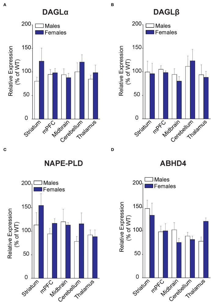 Expression of 2-AG and AEA biosynthetic enzymes in brain regions of WT and FABP5 KO mice. (A–D) Relative expression of DAGLα, DAGLβ, NAPE-PLD, and ABHD4 in male and female FABP5 KO mice compared to WT controls (n = 5). Note that FABP5 deletion did not significantly alter the expression of these biosynthetic enzymes.