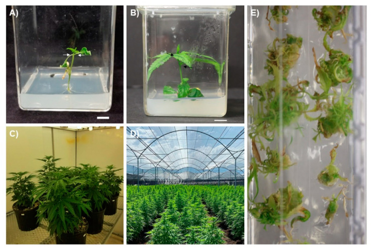 (A) In Vitro germinated seedling of C. sativa demonstrating opposite leaf arrangement. White arrows show oppositely oriented first true leaves. Scale bar—1 cm. (B) A Stage 2 vegetative explant (subcultured from a nodal explant) of C. sativa demonstrating alternate leaf arrangement (black arrows), a change in phyllotaxy resulting from explant maturation. Scale bar—1 cm. (C) C. sativa grown in controlled environment growth chambers under fluorescent lighting. (D) C. sativa grown outdoors under a shade cloth in Colombia. Image supplied courtesy of Avicanna™. (E) Hyperhydric C. sativa explants growing on Murashige and Skoog (MS) medium supplemented with 0.5 µM thidiazuron (TDZ).