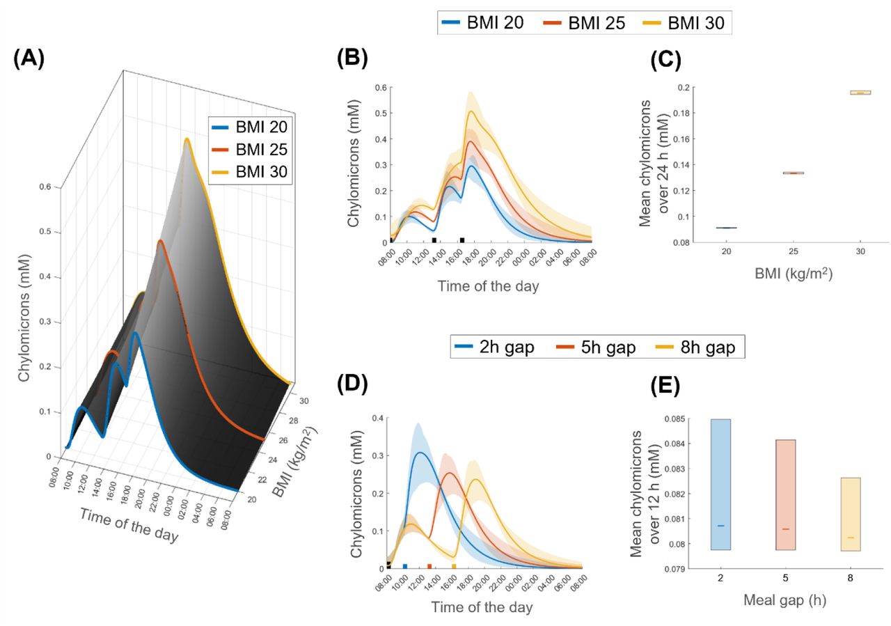 Model prediction of one day consisting of three meals of individuals with different BMI and time between meals.(A) Relationship between plasma chylomicron dynamics and BMI over a day of eating three meals. The colored black area is predicted plasma CM, and colored lines show three BMI profiles: BMI of 20 (blue), BMI of 25 (orange), and BMI of 30 (yellow). (B) Simulations of chylomicron dynamics for three different BMI groups: BMI of 20 (blue), BMI of 25 (orange) and BMI of 30 (yellow). The meals consisted of 15, 30, and 30 g lipids respectively. (C) Predicted mean chylomicron values during the 24 hours shown in Figure 4B. Lines represent the mean and colored boxes represent model uncertainty. (D) Simulations of chylomicron dynamics for three different groups with different meal timing; 2-hours gap from first meal (blue), 5-hours gap (orange), and 8-hours gap (yellow). The first meal consisted of 15 g and the second of 30 g of lipids (E) Predicted mean chylomicron values during the 24-hours shown in Figure 4D. Lines represent the mean and colored boxes represent model uncertainty.