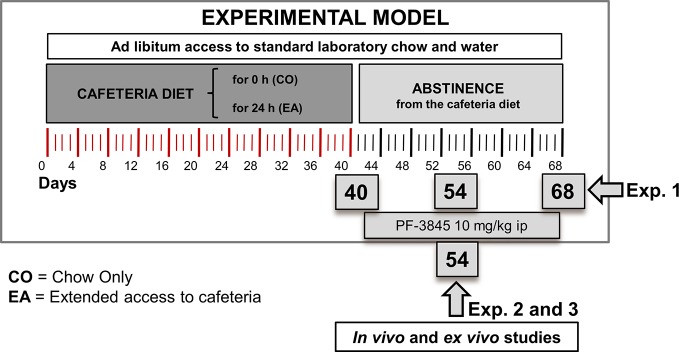 Experimental design for animal model, behavioral studies, and biochemical and molecular analysis. In the first experiment, we evaluated pain threshold following cafeteria diet and during abstinence period. Rats were fed with chow only (CO) or fed 24 h with both chow and extended access to cafeteria diet (EA) for 40 days. On day 41, EA group was fed with only chow until day 68. Pain behavioral tests and Western blot analysis were performed on days 40, 54, and 68. In the second experiment, the CO and EA groups were treated with a selective FAAH inhibitor, PF-3845 (10 mg/kg, IP) from days 41 to 68. Pain behavioral tests were performed on days 54 and 68. Moreover, in the third experiment, at day 54, CB-1 and mu-opioid receptor antagonists were administrated 1 h before performing hot plate test.