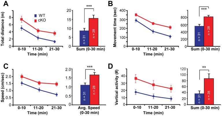 Cx-mGlu5 KO mice exhibit enhanced locomotor responses to a novel environment.(A) Total distance traveled, (B) movement time, (C) movement speed, and (D) vertical activity (numbers of rearing) during 30 minutes of open field assays are presented in 10-minutes bins as well as 0–30 minutes in bar graphs (blue for wild type and red for Cx-mGluR5 KO mice).