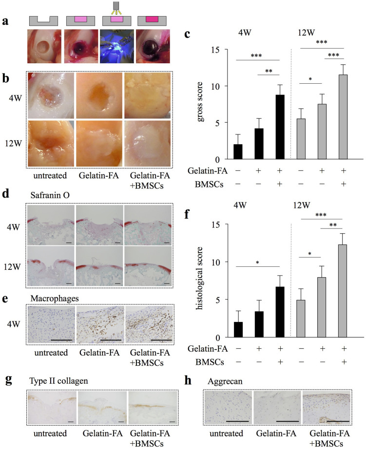 Gelatin-FA as a cell scaffold in an osteochondral defect model.BMSCs (1.5 × 105 cells) were suspended in gelatin solution (15% gelation-FA + 0.05% RB), implanted into osteochondral defects, and exposed to visible light for 2 min. (a) Schematic illustration of the operative procedure. (b) Gross appearance after the procedure. Representative photographs (six femurs each). (c) Gross grading scores at 4 and 12 weeks after the surgery. *P < 0.05, **P < 0.01, ***P < 0.001 (six femurs each). (d) Representative safranin O staining photos at 4 and 12 weeks are shown (six femurs each). The scale bar indicates 500 μm. (e) Representative macrophage staining photos at 4 weeks are shown (six femurs each). The scale bar indicates 200 μm. (f) Histological grading scores at 4 and 12 weeks. *P < 0.05, **P < 0.01, ***P < 0.001 (six femurs each). (g, h) Representative type II collagen immunostaining (g) and aggrecan staining (h) at 12 weeks after the surgery are shown (six femurs each). The scale bar indicates 500 μm (g) and 200 μm (h).