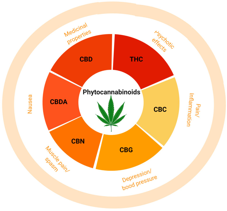 Schematic presentation showing key phytocannabinoids extracted from plant Cannabis sativa L. (marijuana) and their associated function in human. This figure was created with BioRender.com.