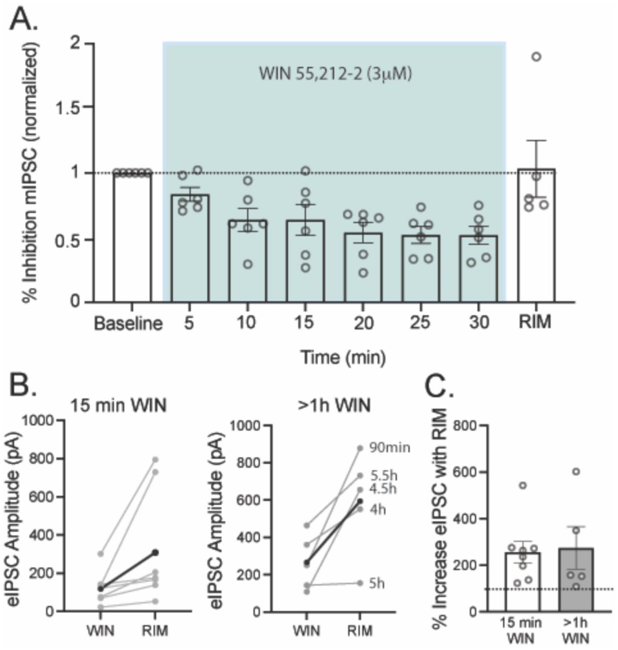 CB1R function is sustained throughout 5h WIN-induced activation (A) Percent inhibition of mIPSC frequency in vlPAG neurons during 30 min of WIN exposure (3 μM; n=8). Data are normalized to mIPSC frequency during baseline in TTX (500 nM) and NBQX (5 μM). WIN (3 μM) reduced mIPSC frequency over the first 10 minutes of drug application. Frequency remained reduced for the entirety of the 30 min drug application and was reversed by RIM (3 μM; two-tailed paired t-test, t7= 7; p=0.016). (B) eIPSC amplitude with bath application of CB1R selective antagonist RIM (3μM) after 15 minutes in WIN (3 μM; paired t-test, t7=2.42; p=0.046; data from 6 animals) or >1h WIN incubation (3 μM; paired t-test, t5=3.53; p=0.02; 5 cells from 3 animals). Average is shown in thick black. (C) Bar graph depicting RIM percent increase from WIN after 15 minutes in WIN (white bar) or >1 hour in WIN (gray bar; unpaired t-test, t11=0.2; p=0.8). Error bars represent SEM, dots indicate individual neurons.