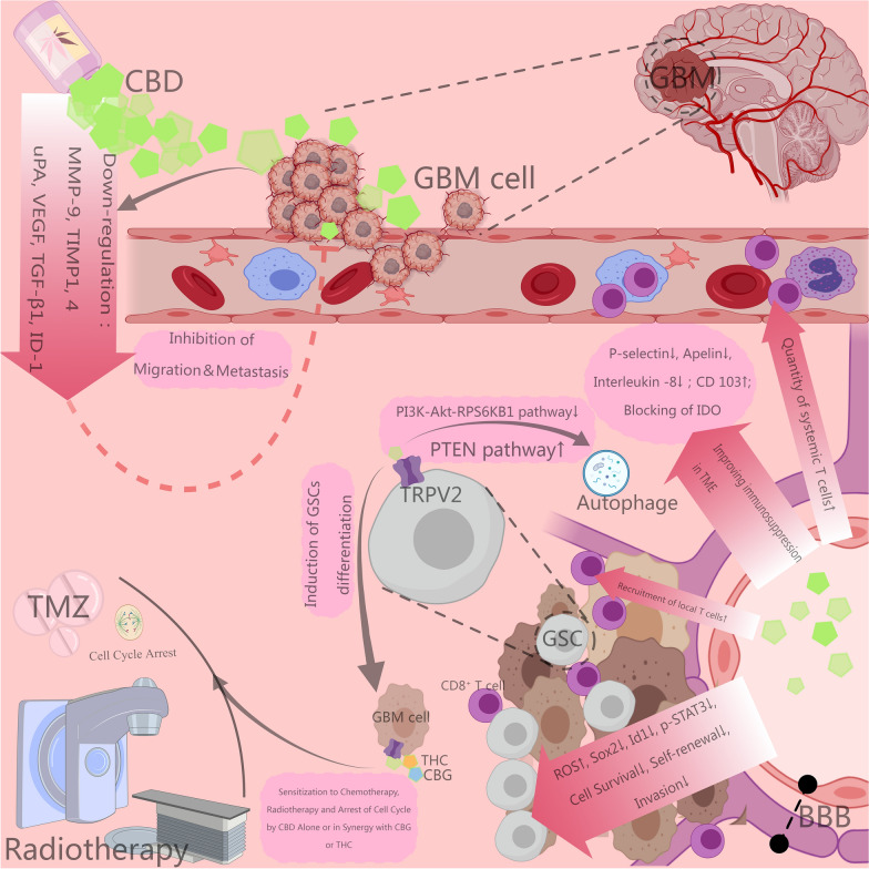 CBD indirectly exhibits anti-glioma effects. CBD impedes glioma cellular migration and invasion by downregulating the expression of proteins such as MMP-9, TIMP1,4 and VEGF; CBD enhances the recruitment of cytotoxic T cells systemically and locally by upregulating CD103, obstructing the immunological checkpoint IDO, and reducing the expression of p-selectin, thereby ameliorating the immunosuppressive state of GBM tumor microenvironment. Furthermore, through its interaction with TRPV2, it mediates the inhibition of the PI3K-Akt-RPS6KB1 pathway and activation of PTEN pathway, inducing autophagy and differentiation in GSCs. CBD, either used singularly or in conjunction with THC or CBG, can arrest cell cycle in glioma cells and potentiate the efficacy of radiochemotherapy. This figure is created with MedPeer (medpeer.cn)