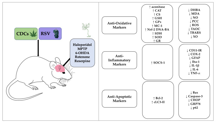 Schematic summary of the neuroprotective effects of CDCs or RSV following induction of PD in rodents. Abbreviations: Bax, Bcl-2-associated X protein; Bcl-2, B-cell lymphoma 2; CAT, catalase; CD11-IR, CD11 immunoreactivity; CDCs, cannabis-derived cannabinoids; CHOP, CCAAT/enhancer binding protein homologous protein; CS, citrate synthase; COX-2, cyclooxygenase-2; DHBA, dihydroxybenzoic acid; GFAP, glial fibrillary acidic protein; GPx, glutathione peroxidase; GR, glutathione reductase; GRP78, glucose-regulated protein 78; GSH, glutathione; 6-OHDA, 6-Hydroxydopamine; Iba-1, ionized calcium-binding adaptor molecule-1; IL-1β, interleukin-1 beta; IL-6, interleukin-6; LC3-II, microtubule-associated protein 1A/1B-light chain 3; MC-1, mitochondrial complex 1; MDA, malondialdehyde;; MPTP, 1-methyl-4-phenyl-1,2,3,6-tetrahydropyridine; NO, nitric oxide; Nrf-2 DNA-BA, Nrf-2 DNA binding activity; PCC, protein carbonyl content; ROS, reactive oxygen species; RSV, resveratrol; SDH, succinate dehydrogenase; SOCS-1, suppressor of cytokine signalling-1; SOD, superoxide dismutase; TAOC, total antioxidant capacity; TBARS, thiobarbituric acid reactive substances; TNF-α, tumor necrosis factor-alpha; XO, xanthine oxidase. ↑, , denotes an increase; ↓, denotes a decrease.