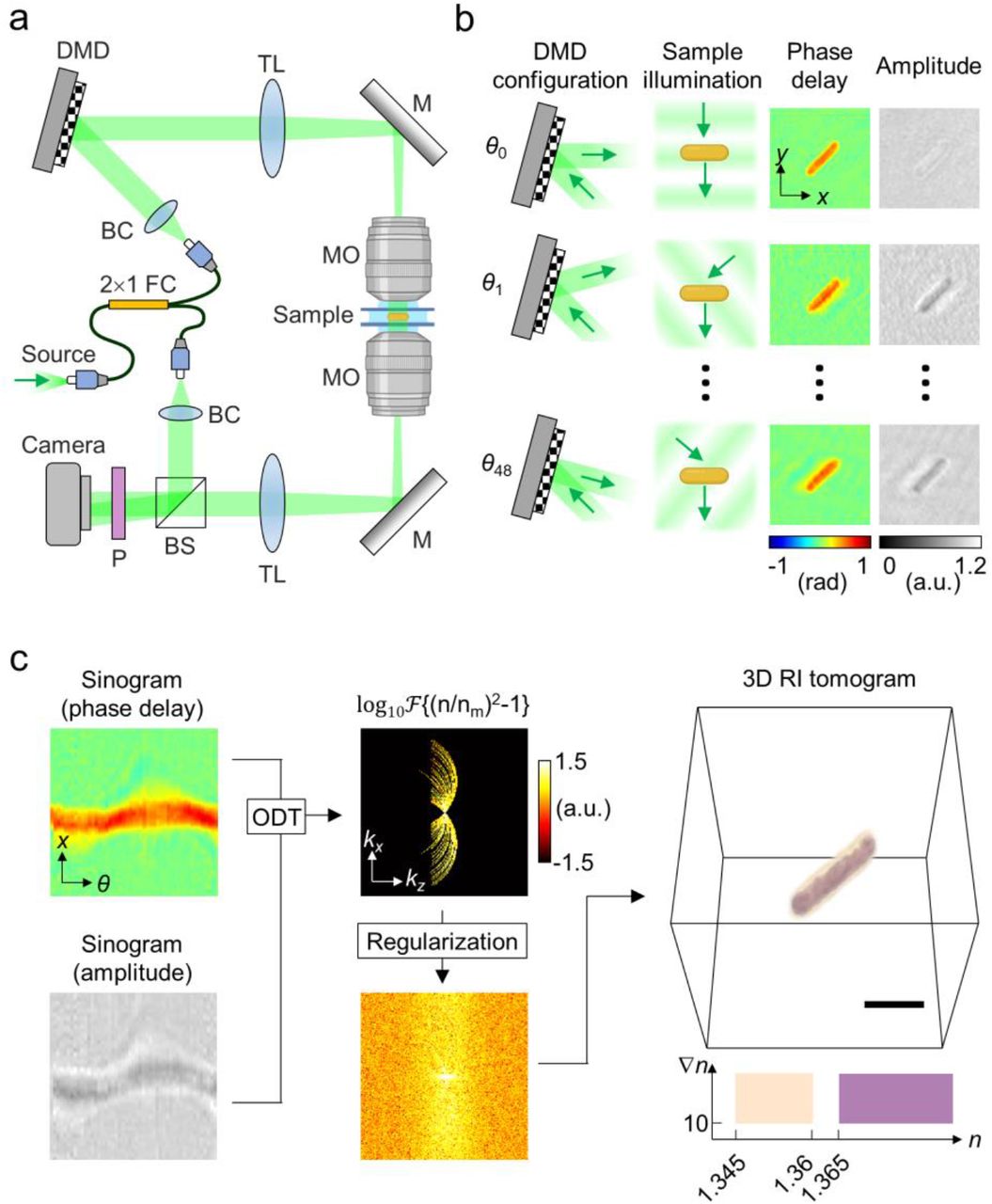 Three-dimensional quantitative phase imaging of bacteria.(A) The optical system is based on a simplified Mach-Zehnder interferometer. The incident angle of the light illuminated into the sample is controlled using the digital micromirror device, that is, utilizing the +1st order beam diffracted by the grating pattern on the DMD. BC: beam collimator, BS: beam splitter, CL: condenser lens, DMD: digital micromirror device, FC: fiber coupler, LP: linear polarizer, OL: objective lens, TL: tube lens. (B) Holograms including both the phase delay and the amplitude is measured while altering the illumination angle using the DMD. (C) The three-dimensional RI tomogram is acquired by integrating the sinogram into the scattering potential via optical diffraction tomography, followed by an iterative regularization.