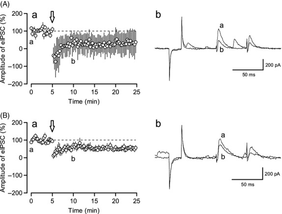 CCC inhibitors had little effect on DDI. The effects of DIOA (A. 5 μmol/L, n = 6) and bumetanide (B. 50 μmol/L, n = 7) on DDI. In the left panel, a shows the time course of eIPSC amplitude in the presence of DIOA and bumetanide. In the right panel, b shows representative traces from each experiment. Depolarizing pulses were applied at t = 5, arrow; a (before, at t = 0) and b (after, at t = 10) correspond to the timings shown in the left panels.