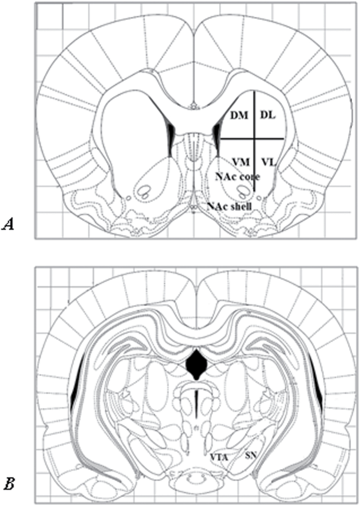 Images of the corresponding brain level from the stereotaxic atlas of the rat brain (Paxinos and Watson, 2007) with their subdivisions of (A) striatum/ nucleus accumbens (NAc) and (B) substantia nigra (SN)/ventral tegmental area (VTA). Abbreviations: DL, dorsolateral; DM, dorsomedial; VL, ventrolateral; VM, ventromedial.