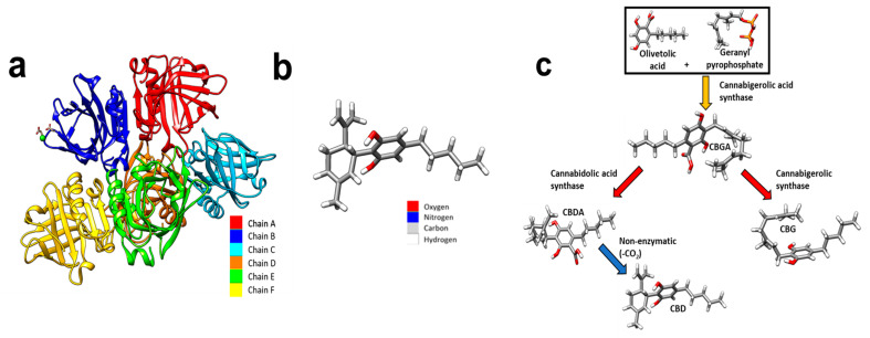 (a) Coloured depiction of the chains of beta-lactoglobulin. Beta-lactoglobulin consists of 6 chains, A–F. A—red, B—blue, C—cyan, D—orange, E—green, and F—yellow. (b) A schematic of a CBD molecule. (c) A schematic demonstrating the biosynthesis of CBD. Cannabigerolic acid (CBGA) is produced by interaction of olivetolic acid and geranyl pyrophosphate. CBGA is degraded into CBDA. CBDA is further degraded into CBD. Molecular graphics were made and analyses were performed with University of California, San Fransico (UCSF) Chimera [17]. The beta-lactoglobulin molecular structure was sourced from PubMed and the glutamic acid molecule was sourced from PubChem.