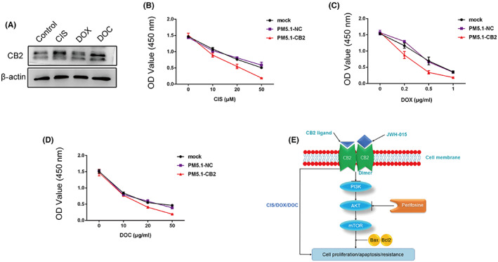 CB2 overexpression enhanced the resistance of MDA‐MB‐231 cells to cisplatin, paclitaxel, and doxorubicin. (A) MDA‐MB‐231 cells were treated with cisplatin, paclitaxel, and doxorubicin, respectively, and CB2 protein levels were measured by western blot. (B–D) CB2 overexpression enhanced resistance to cisplatin, paclitaxel and doxorubicin as shown by CCK‐8 assay. (E) Proposed model of the main mechanism underlying the effects of CB2 on the regulation of BC proliferation, apoptosis, and resistance. β‐Actin levels were used as loading controls.