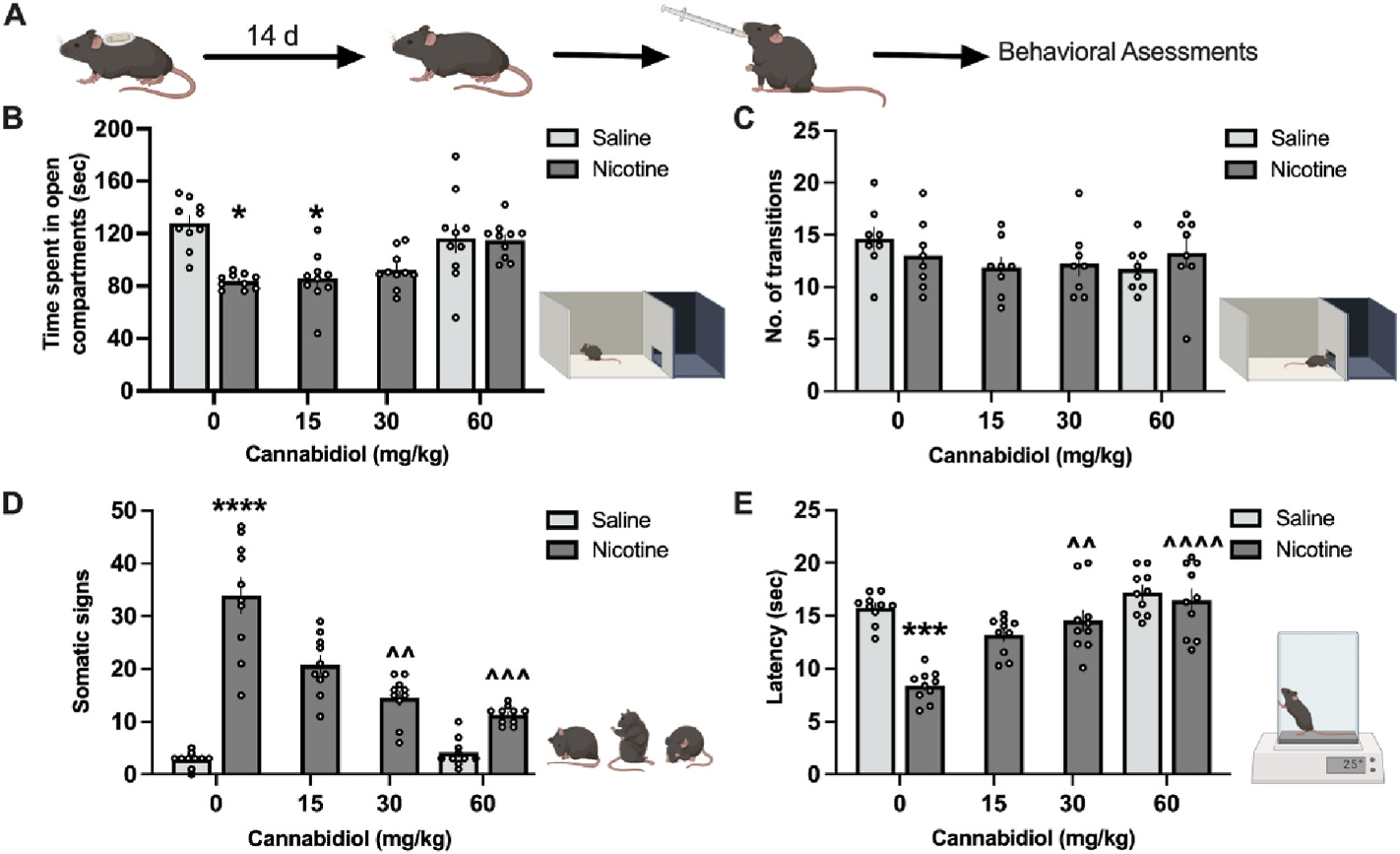 CBD attenuates nicotine withdrawal.(A) Schematic illustration of the light-dark box generated with Biorender.com. Mice were chronically treated with nicotine (24 mg/kg/day) for 14 days. On day 14, minipumps were removed, and on day 15, mice were administered CBD perioral at the dose of 0, 15, 30, or 60 mg/kg. Two hours later, mice were tested for anxiety-associated behavior, signs of withdrawal, and hyperalgesia. (B) With vehicle administration, nicotine induced anxiolytic behavior, which was evidenced by significantly less time spent in the light compartment. CBD pretreatment did not alter behavior for the saline control. (C) No significant differences were found in the number of crosses between the light and dark compartments with CBD pretreatment. (D) Nicotine withdrawal induced a significant increase in somatic symptoms, and 60 mg/kg of CBD significantly attenuated these withdrawal behaviors. (E) Nicotine withdrawal induced hyperalgesia in the tail-flick assay, and 60 mg/kg CBD reversed this enhanced pain sensitivity. Individual data points shown on graphs for each subject. Bar graphs represent mean ± SEM. *p < 0.05, ****p < 0.0001 saline vehicle vs nicotine, ^^p < 0.01, ^^^p < 0.001, ^^^^p < 0.0001 nicotine vehicle vs nicotine CBD.