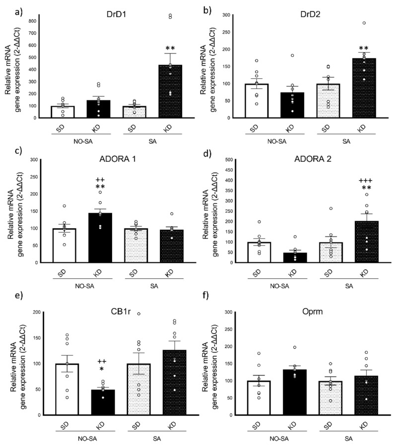 Real-time PCR Gene expression in the striatum (n = 8/condition). (a) Dopamine receptor D1 gene―DrD1, (b) Dopamine receptor D2 gene―DrD2, (c) Adenosin receptor A1 gene―ADORA1, (d) Adenosin receptor A2 gene―ADORA2, (e) Cannabinoid receptor 1―CB1r, (f) Opioid receptor µ―Oprm. The columns represent means and the vertical lines ± SEM of relative (2-ΔΔCt method) gene expression in the striatum of OF1 mice. * p < 0.05; ** p < 0.01 significant differences with respect to the corresponding SD group. ++ p < 0.01; +++ p < 0.001 significant differences with respect to their corresponding KD group.