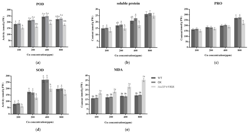 Analysis of contents of soluble protein, PRO, MDA and activities of SOD, POD in mulberry leaves of MaZIP4-VIGS lines (light grey bars), negative control (gray bars) and WT (dark grey bars) exposed to various concentrations of Cu. Bars represent mean ± SD (n = 3). Different lowercase letters above bar represent significant differences (p < 0.05, one-way ANOVA); Different capital letters mean significant differences (p < 0.001, one-way ANOVA); The same letter and no letter above bars mean no significant difference. (a) POD. (b) soluble protein. (c) proline. (d) SOD. (e) MDA.