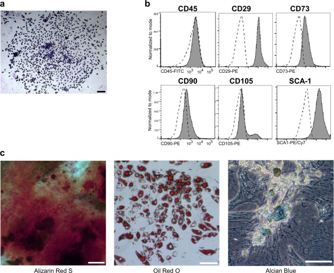 Characterisation of mobilised CFU-Fs.Mice were pretreated with BRL37344 (β3) once daily for 4 days. One hour after the last injection, mice were administered AMD3100 and 1 h later blood was collected for analysis of circulating (a–c) CFU-Fs. a Photomicrograph image depicts a blood mobilised CFU-F colony stained with Giemsa. b Histograms of surface marker expression on culture-expanded CFU-F cells as determined by flow cytometry. Shaded histograms represent marker expression and open dashed-line histograms represent fluorescence minus one (FMO) controls. c Panel shows trilineage differentiation staining of FACS sorted CD45– culture-expanded CFU-Fs into osteocytes (Alizarin Red S), adipocytes (Oil Red) and chondrocytes (Alcian Blue). Scale bars, 100 µm. Experiment representative of n = 10 mice.