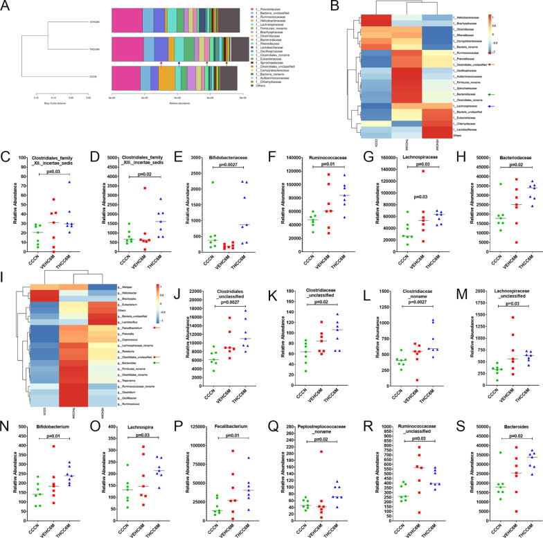 Bifidobacteriaceae, Ruminococcaceae, Lachnospiraceae, Bifidobacterium, Lachnospira, and Faecalibacterium are significantly enriched in colon of THC/SIV RMs. The taxonomy cluster (A) and heat map (B, I) of top 21 colon bacterial family (A, B) and genus (I) at 6 MPI in VEH/SIV and THC/SIV relative to uninfected control RMs. Dot plots (family) show relative abundance of Clostridiales_Family_XII_Incertae_Sedis (C), Clostridiales_Family_XIII_Incertae_Sedis (D), Bifidobacteriaceae (E), Ruminococcaceae (F), Lachnospiraceae (G) and Bacteriodaceae (H) in colon of VEH/SIV and THC/SIV relative to uninfected control RMs. Dot plots (genus) show relative abundance of Clostridiales_unclasiffied (J), Clostridiaceae_unclassified (K), Clostridiaceae_noname (L), Lachnospiraceae_unclassified (M), Bifidobacterium (N), Lachnospira (O), Faecalibacterium (P), Peptostreptococcaceae_noname (Q) Ruminococcaceae_unclassified (R), and Bacteriodes (S) in colon of VEH/SIV and THC/SIV relative to uninfected control RMs. CCCN–uninfected controls, VEHC6M–VEH/SIV 6 MPI, THCC6M–THC/SIV 6 MPI, MPI–months post-SIV infection. A p-value of < 0.05 was considered significant