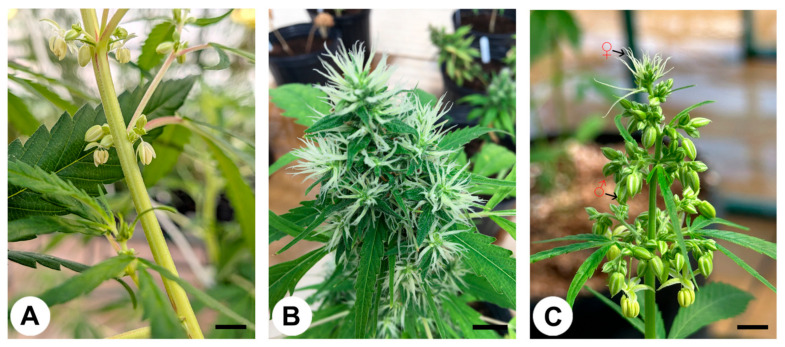 Floral morphology and sex expression in industrial hemp (Cannabis sativa L.). (A) Male plant showing early staminate inflorescences with developing pollen sacs along the nodes. (B) Female plant at the flowering stage with compact pistillate inflorescences and trichome-rich floral bracts. (C) Monoecious plant bearing both male (♂) and female (♀) flowers on the same individual. Scale bar = 1 cm. Photographs were taken by the authors, and the figure was assembled using Adobe Photoshop.