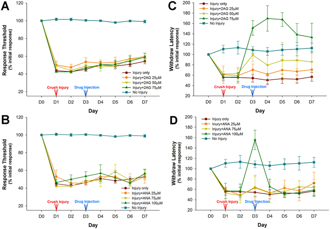Effect of endocannabinoids on Hirudo that had undergone injury-induced sensitization. Hirudo were given a crush injury to the posterior sucker and tested for changes in responsiveness to nociceptive and non-nociceptive stimuli for seven days. (A,B). Crush injury to the posterior sucker sensitized these animals to non-nociceptive mechanical stimuli. Neither 2-AG (25, 50, 75 μM) nor anandamide (50, 75, 100 μM) affected responses to non-nociceptive mechanical stimuli. (C,D) This same injury sensitized animals to nociceptive chemical stimuli (AITC). This sensitization was reduced by 100 µM 2-AG and 50 µM 2-AG. 25 µM had no effect. Anandamide was also capable of reducing this injury-induced sensitization, but only at the highest concentration (75 µM).