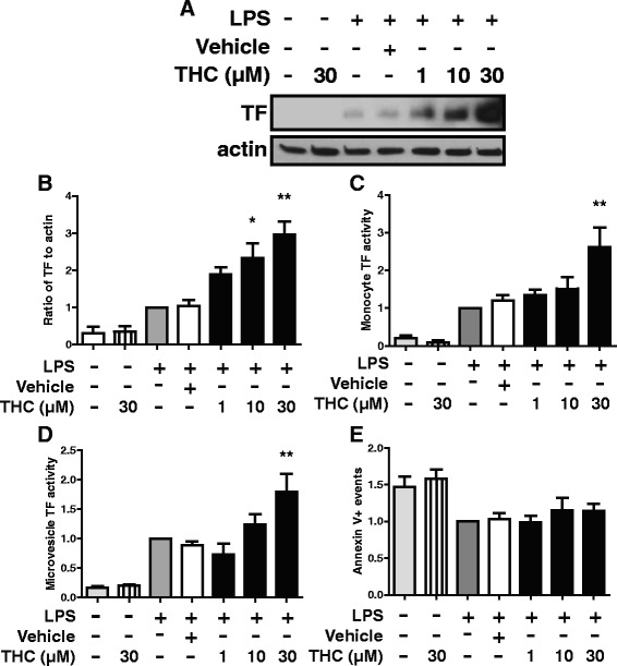THC has dose dependent effects on TF expression and activity. Monocytes were treated with THC at indicated concentrations or vehicle control for 30 min prior to the addition of 100 ng/mL LPS for 24 h. a Whole cell lysates were analyzed by western blot for indicated proteins. TF western blots were stripped and reprobed for actin. b Densitometry showing ratio of TF to actin across 5 donors. c Monocyte TF activity was measured. d, e Microvesicles were prepared from supernatants from monocytes treated as in a-c and measured for d microvesicle TF activity or e counted by flow cytometry. b-e Panels represent at least 5 donors and data are expressed relative to LPS only treatment (grey bar). Graphs show mean and standard error. * p < 0.05, ** p < 0.01 via ANOVA followed by Bonferroni post test