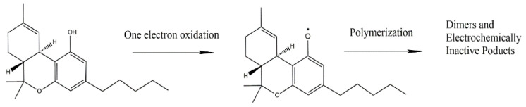 Phenol-like oxidation mechanism of THC as proposed by Balbino et al. [56]. Adapted from [56] (with permission of Elsevier) and from [57] (with permission of Wiley).