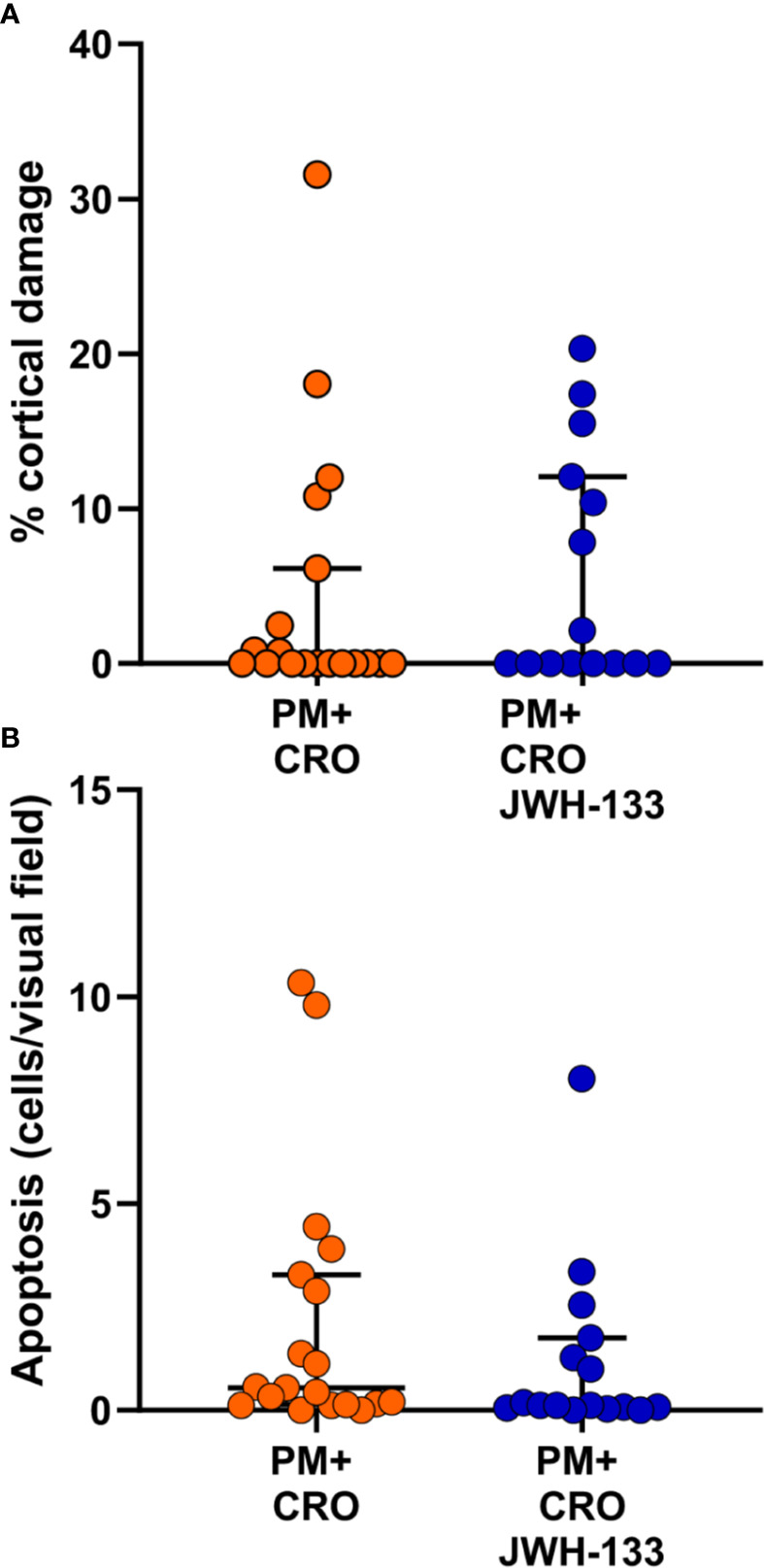 Levels of brain damage. No significant differences for cortical damage (A) nor for hippocampal apoptosis (B) could be detected between infected animals treated with CRO alone (orange dots) or CRO/JHW133 (blue dots). (PM + CRO, n = 19; PM+ CRO/JWH133, n = 16; Mann-Whitney test: cortical damage, p = 0.62; hippocampal apoptosis, p = 0.13).