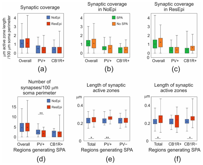 (a) The overall synaptic coverage (µm active zone length/100 µm soma perimeter) of layer 2/3 pyramidal cells, and synaptic coverage arriving from PV- or CB1R-positive boutons were all similar in NoEpi (blue) and ResEpi (red) slices (Mann–Whitney U test, p > 0.05). (b,c) The overall, the PV+, and CB1R+ synaptic coverage in regions generating (SPA, green) and lacking (No SPA, orange) SPA was similar both in NoEpi (b) and ResEpi (c) slices (Mann–Whitney U test, p > 0.05). (d) The total number of synapses/100 µm soma perimeter within regions generating SPA was similar in NoEpi and ResEpi slices (Mann–Whitney U test, p > 0.05), but the number of PV+ synapses/100 µm soma perimeter was significantly lower in ResEpi compared to NoEpi tissue (Mann–Whitney U test, p < 0.01). The number of CB1R+ synapses/100 µm soma perimeter did not change in epilepsy (Mann–Whitney U test, p > 0.05). (e) The length of the synaptic active zones in cortical regions generating SPA was significantly higher in ResEpi than in NoEpi slices, which difference came from PV+ boutons (Student’s t-test, p < 0.001). The active zone length of PV-negative terminals was similar in ResEpi and NoEpi tissue. (f) The increase in the active zone length of PV+ boutons was also detectable in CB1R-stained sections: the average active zone length of all and of CB1R-negative boutons were higher in ResEpi than in NoEpi tissue (Student’s t-test, p < 0.05). All values are shown in median (first–third quarters), * p < 0.05, ** p < 0.01.