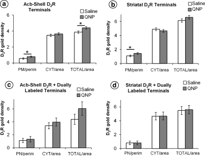 Bar graphs showing that D2R-immunogold particles in axon terminals without CB1R labeling have a significantly greater plasmalemmal density, number/length axonal plasma membrane or, perimeter (PM/perim) in the Acb shell (a) and striatum (b) of mice receiving quinpirole (QNP) compared with saline. In the Acb shell of mice receiving quinpirole, there is also a significant increase above the saline controls in the total density (cytoplasmic + plasmalemmal) of D2R-immunogold particles in axon terminals. Neither the plasmalemmal, cytoplasmic, nor total densities of D2R-immunogold particles in dually labeled terminals in the Acb shell or dorsal striatum (c and d) significantly differ between quinpirole and saline-injected mice. Values are expressed as means and standard errors; n = 6 animals/treatment group; *p < 0.05